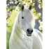 Грациозная белая лошадь