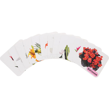 Набор развивающих карточек Учитель Луковичные и клубневые садовые цветы 1