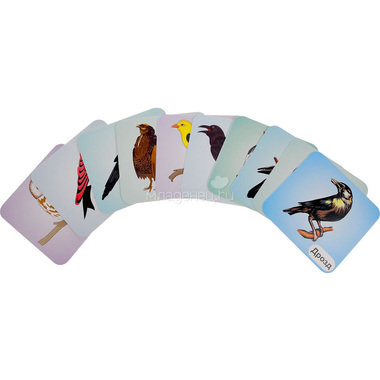 Набор развивающих карточек Учитель Птицы леса 1