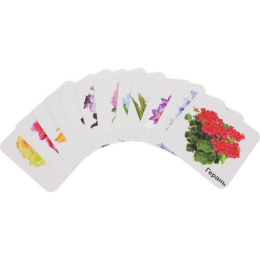 Набор развивающих карточек Учитель Многолетние садовые цветы 1
