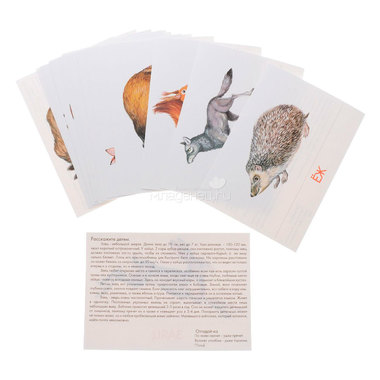 Дидактические карточки Маленький гений Животные наших лесов 1