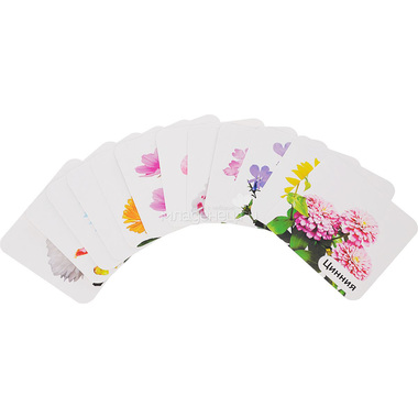Набор развивающих карточек Учитель Однолетние садовые цветы 1