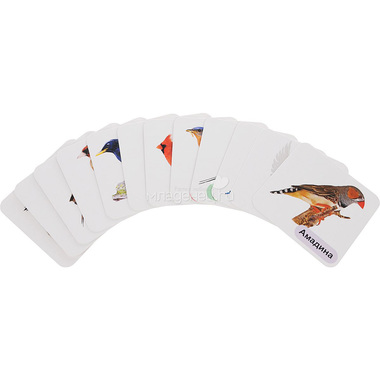 Набор развивающих карточек Учитель Птицы-питомцы 1