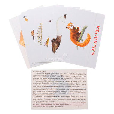 Дидактические карточки Маленький гений Животные Азии 1